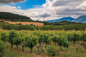 Fototapeta na wymiar Vineyards in a valley near Pamplona and the Sierra del Perdon in Northern Spain