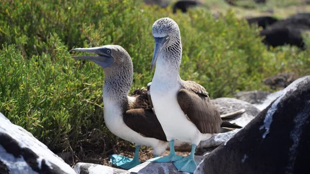 Pair Blue-Footed Booby Whistling Mating Call To Partner On Espanola Island In The Galapagos. Slow Motion
