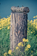 Fototapete bei efototapeten.de bestellen   