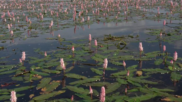 The camera slowly moves along the water surface, revealing a beautiful view of the water surface with plants pondweeds with red inflorescences. Journey along the river in a rubber rowing boat