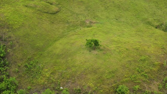 Flying Towards Greenery Hills With Isolated View Of A Person Sitting Under The Tree. Aerial Drone Shot