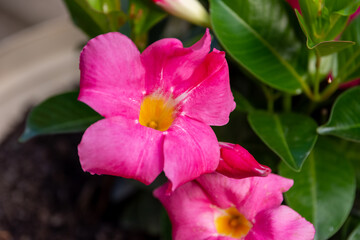 Fototapeta premium flowering mandevilla flower in summer