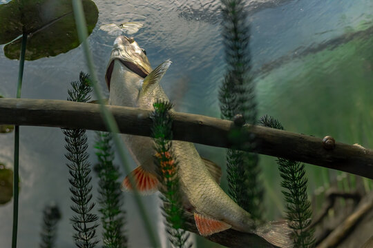 Freshwater fish asp (Aspius aspius) eats an insect from the surface. Asp cauldron. Underwater photography in the river at a rare moment. Asp in its natural habitat. Bottom view