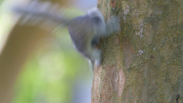 Squirrel on a tree. Squirrel hidding behide the tree.