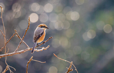 枝の上で獲物を探すモズ（オス）