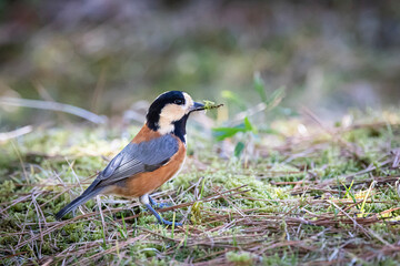 小さなコケを咥えるヤマガラ