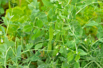 Selective focus of a green bed with growing green peas