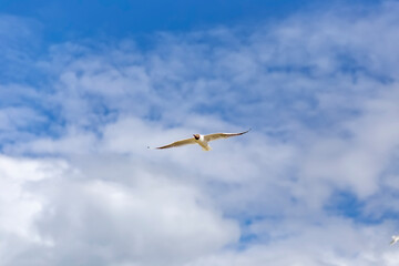 Obraz premium A river gull flies across the sky.