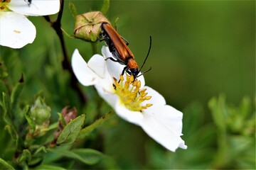 bug on a flower
