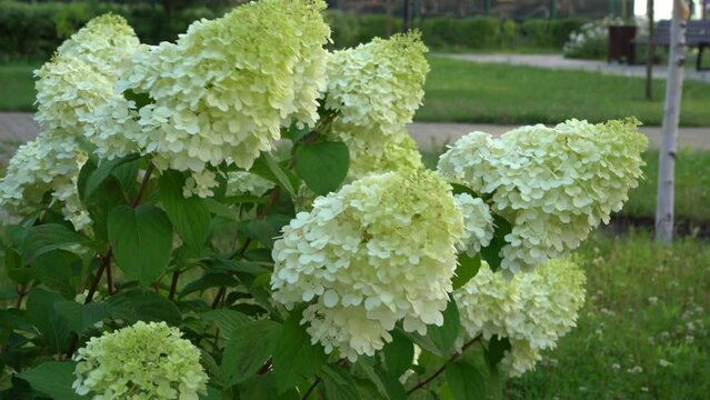 White and green hydrangea flowers. Flowering in the garden in summer. Large bud. Hydrangea flower swaying branches in the wind.