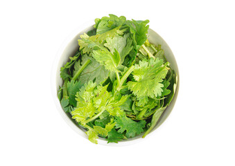 fresh cilantro in white ceramic cup on white background