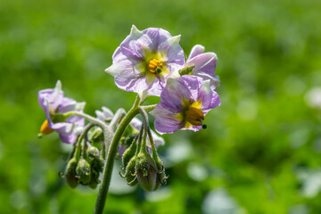 Fototapeta premium Blossoming of potato fields, potatoes plants with white flowers growing on farmers fiels