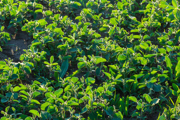 Agricultural soy plantation on sunny day - Green growing soybeans plant against sunlight