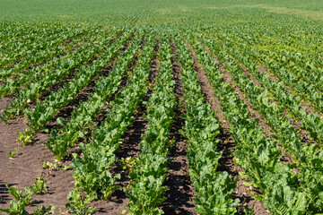 Fototapeta na wymiar Agricultural scenery of of sweet sugar beet field. Sugar beets are young. Sugar beet field