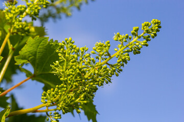 Young ovary of grapes. Fresh spring greens against a blue sky. Sunlight