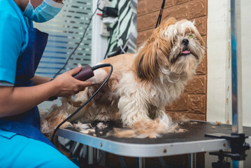 A dog groomer shaves and cuts the backside fur of a long haired shih tzu. Using a professional...