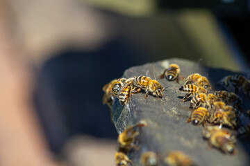 A lot of bees returning to bee hive and entering beehive with collected floral nectar and flower pollen. Swarm of bees collecting nectar from flowers. Healthy organic farm honey