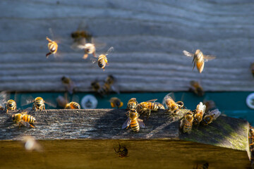 Close up of flying bees. Wooden beehive and bees. Plenty of bees at the entrance of old beehive in...