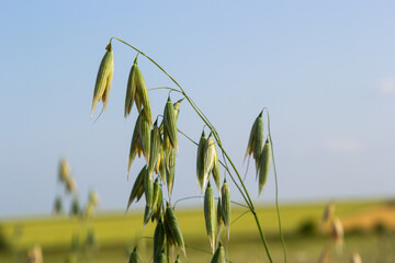 Avena sativa, Common oat, cereal grain grown for human consumption as oatmeal and rolled oat