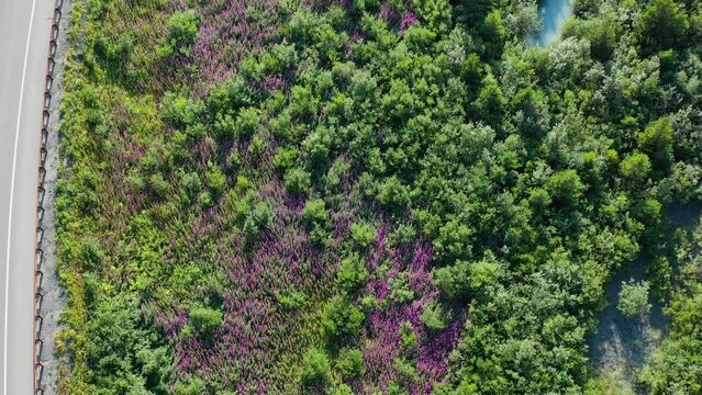 Arctic lupine blooming in a boreal forest by the highway in Alaska Aerial top-down view