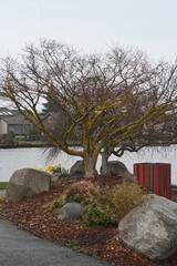 Lake Tapps, flowers, lake, mountain, washington state, leaves, colors, rain, houses, garden, cats, dogs, pets