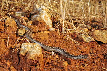 Javelin sand boa // Westliche Sandboa (Eryx jaculus)