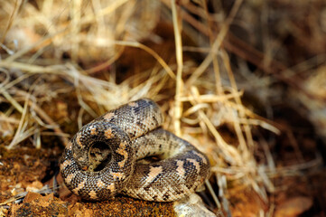 Abwehrhaltung der Westlichen Sandboa // defensive attitude of the  Javelin sand boa (Eryx jaculus)