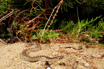 Javelin sand boa // Westliche Sandboa (Eryx jaculus)