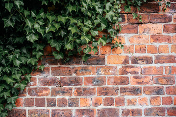 Green ivy leaves climbing orange brick wall