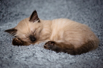 Little sleeping kitten on a fluffy gray plaid
