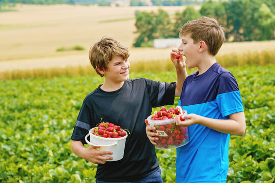 Two brothers, preteen kid boys having fun on strawberry farm in summer. Children eating healthy organic food, fresh berries. Happy twins, siblings and best friends.