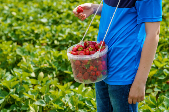 Closeup of kid boy picking strawberries on organic berry farm in summer, on warm sunny day. teenager child having fun with helping. Strawberry plantation field, ripe red berries in bucket.