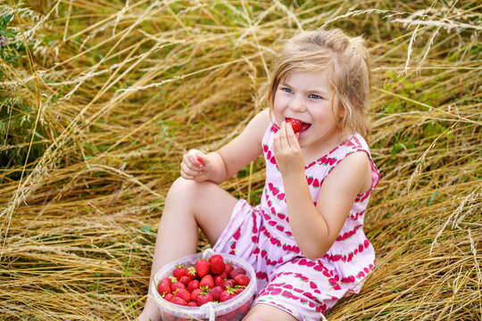 Happy preschool girl eating healthy strawberries from organic berry farm in summer, on sunny day. Smiling child. Kid with bucket full of fresh ripe red berries, eats strawberry.
