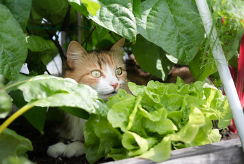 Curious cat sitting between plants in vegetable garden planter box. Fluffy cat lying in the shade...