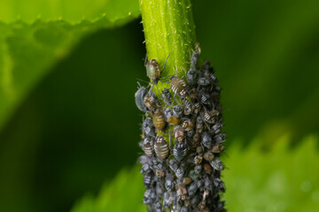 Branch of fruit tree with wrinkled leaves affected by black aphid. Cherry aphids, black fly on...