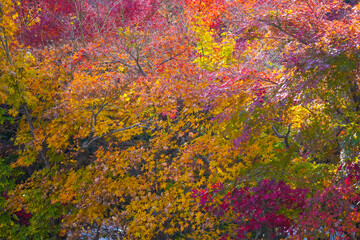 Autumn leaves in Japanese garden