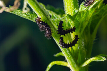 Buck Moth Caterpillars, Hemileuca maia, on a leaf