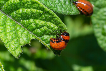 potato cultivation destroyed by larvae and beetles of Colorado potato beetle, Leptinotarsa decemlineata, also known as the Colorado beetle, the ten-striped spearman, the ten-lined potato beetle