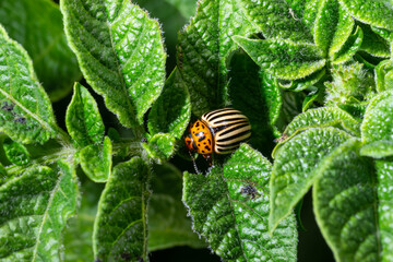 Colorado potato beetle eats green potato leaves closeup. Leptinotarsa decemlineata. Adult colorado...