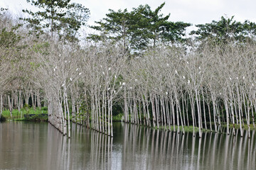 Rubber plantation Row Rubber tree and Fields flooded forest tires.Row of rubber trees in the forest...