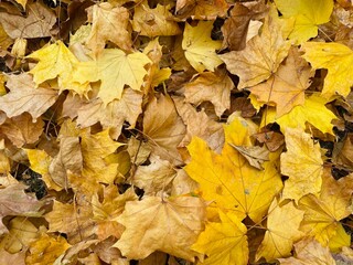 autumn leaves on the ground, dry leaves, eco concept, perfect dry background	