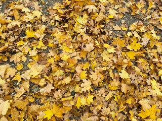 autumn leaves background