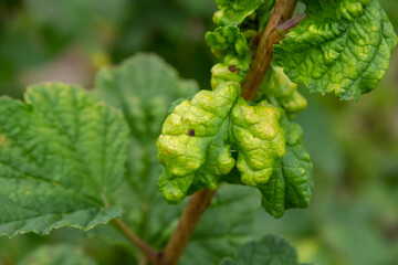 Gallic aphid on the leaves of red currant. The pest damages the currant leaves, red bumps on the leaves of the bush from the parasite disease