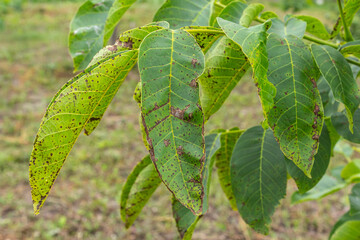 Obraz premium Walnut anthracnose or walnut black spot - Gnomonia, Ophiognomonia leptostyla, fungal plant pathogen