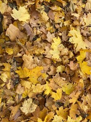 autumn leaves background, fall, eco concept, natural, dry leaves, recycle, sustainable nature, new life