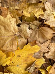 Naklejka na ściany i meble Dry autumn leaves background, perfect eco concept background, fall