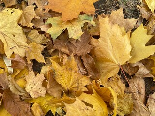 autumn leaves background
