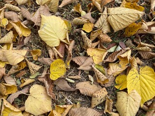 autumn leaves on the ground, dry leaves, eco concept, perfect dry background