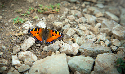 Fototapeta na wymiar Colored butterfly in the outdoors.