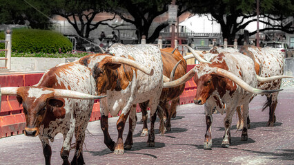 Longhorn cattle drive through stockyards